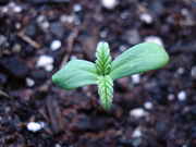 DSC04445.jpg