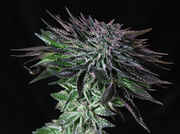 7084cannacopia-01-20-09-001-ic.jpg