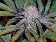 44860PC270004.jpg
