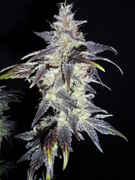 60281S_5_1-1-09_14_.jpg