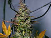 2357mongrel-3-preharvest-bud-2.jpg