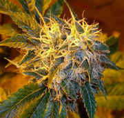 68930sour_og.jpg