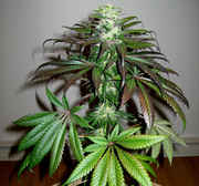 48611256IMG_1035-med.jpg