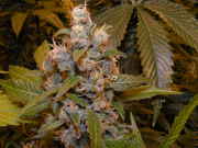 user60469_pic88928_1244447586.jpg