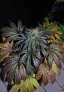 user29231_pic98875_1245572763.jpg