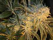 user55805_pic107962_1246612894.jpg