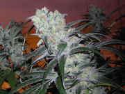 user85626_pic100843_1245787607.jpg