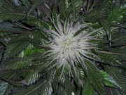 user52085_pic128617_1248772236.jpg