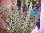 ICE_COLAS2009.jpg