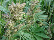 user8344_pic170269_1253134871.jpg