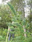 user46312_pic182240_1254385992.jpg