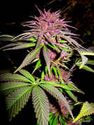 user63026_pic199861_1256161828.jpg