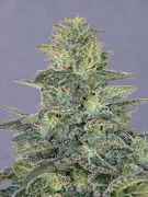 mandala-seeds-cannabis-hashberry-s.jpg