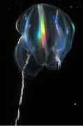 Biolum-jellyfish-jyi-1Z.jpg