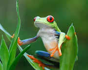 costa-rican-frog.jpg