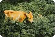 Cow_in_weed_field.jpg