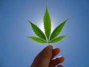 Pot_leaf_in_the_sun.jpg