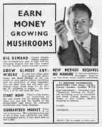 Earn_money_growing_mushrooms.jpg