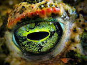 3bb47_eye-macros-frog-eyes.jpg