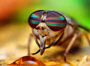 20-Incredible-Eye-Macros-horse-fly.jpg