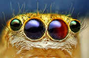 20-Incredible-Eye-Macros-jumping-spider1.jpg