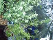 100_4373.jpg