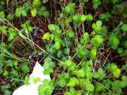DSC06037.jpg