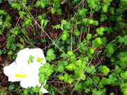 DSC06038.jpg