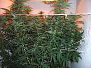 pics_033.jpg