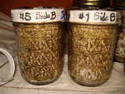 DSC06222.jpg