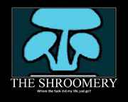 Shroomery_where_did_my_life_just_go.jpg