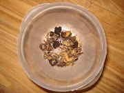 DSC06454.jpg