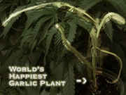 Worlds_Happiest_Garlic_Plant_600x450.jpg