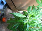 DSCN1166.jpg