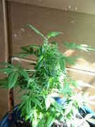 DSCN1167.jpg