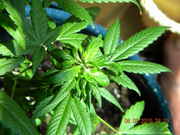 DSCN1168.jpg