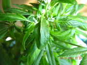 DSCN1169.jpg