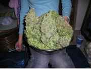 Gigantic_bowl_of_weed.jpg