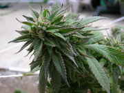 ATF05.jpg