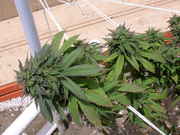 ATF08.jpg