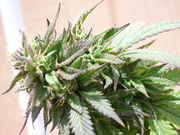 ATF09.jpg