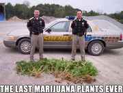 Last_marijuana_plants_ever.jpg