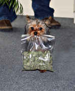 Little_dog_with_weed_bag.jpg