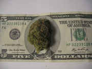 Money_with_weed_on_five_dollar_bill.jpg