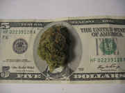 Money_with_weed_on_five_dollar_bill.jpg