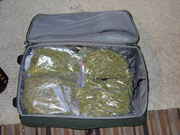 Weed_filled_suitcase.jpg