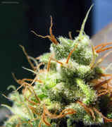 PurpleDiesel-1.jpg