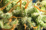 purplediesel-2.jpg