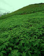 Marijuana_field.jpg