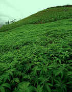 Marijuana_field.jpg